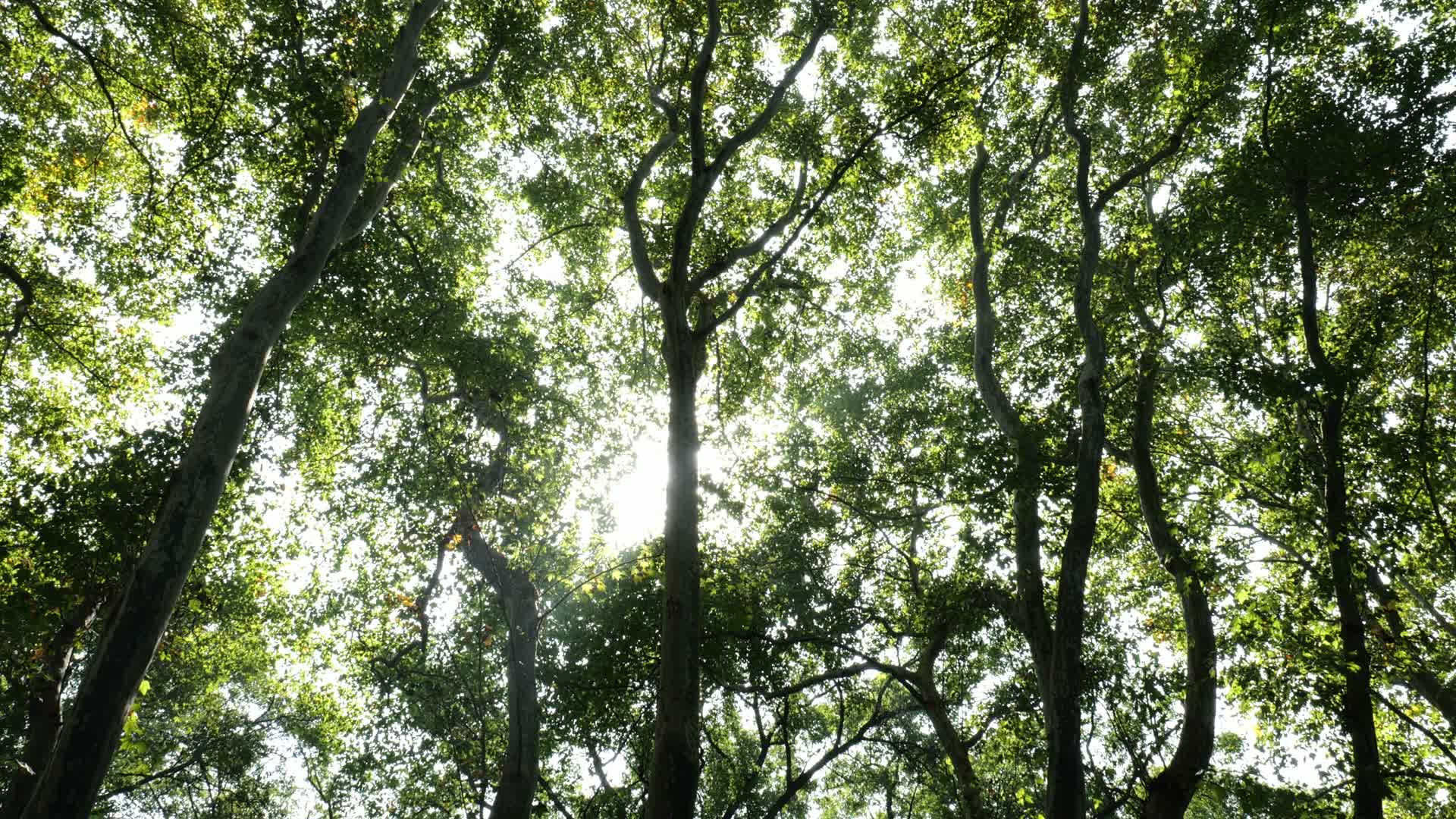 阳光穿过绿色的树林视频的预览图