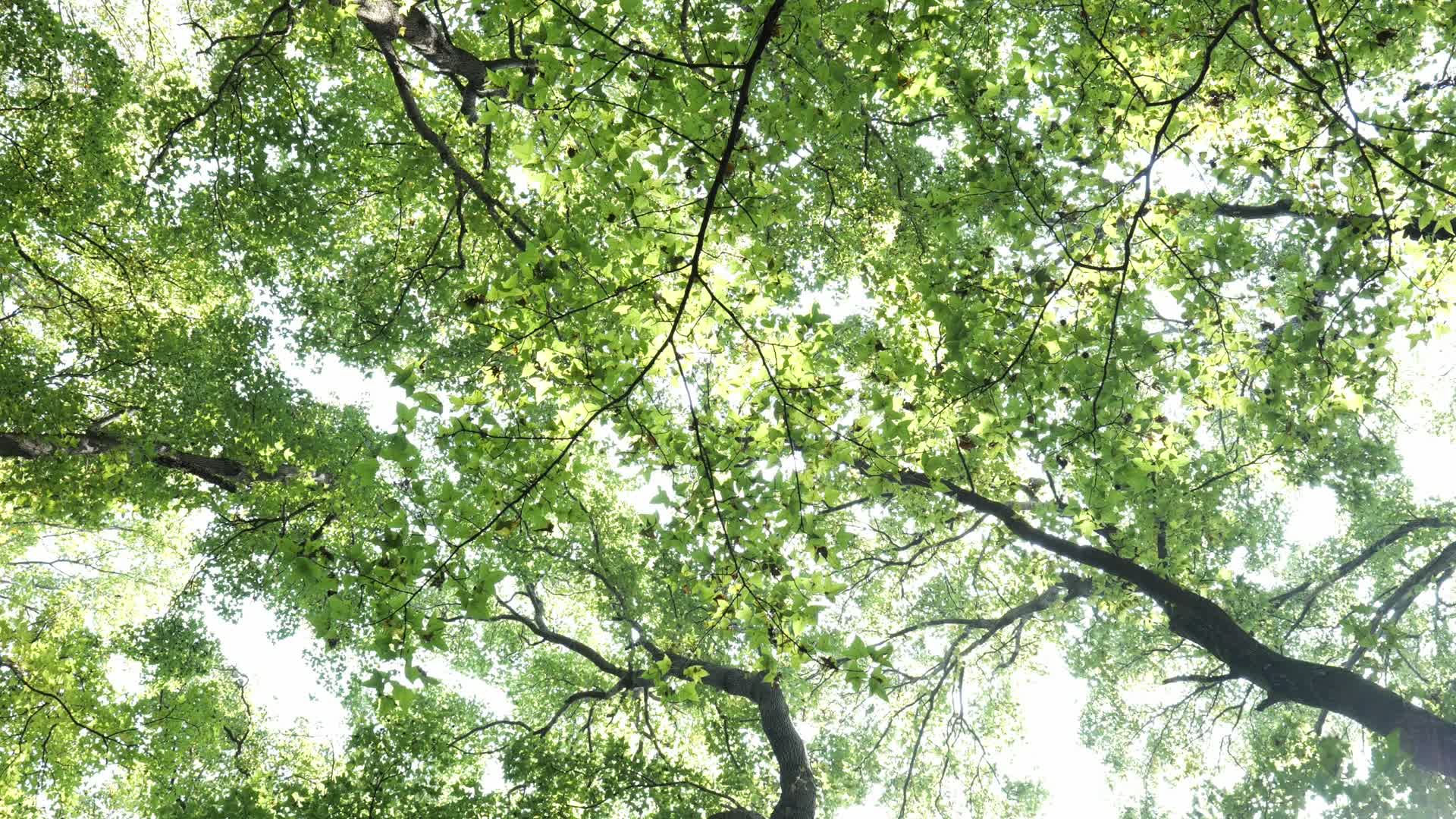 阳光穿过绿色的树林视频的预览图