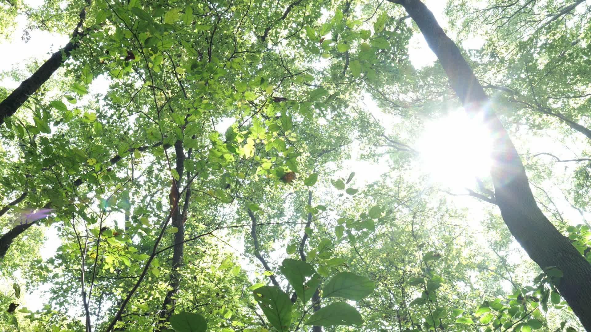 阳光在清晨穿过树林视频的预览图