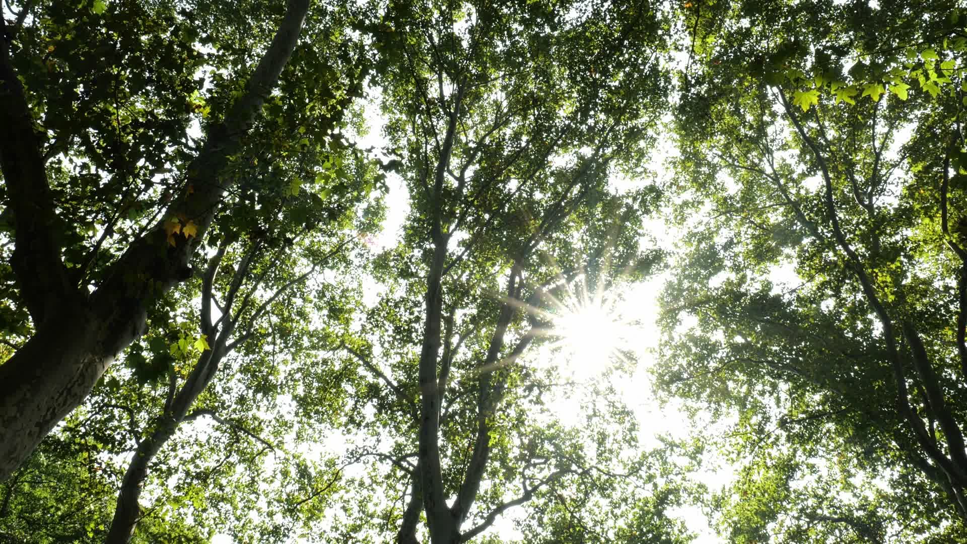 阳光在清晨穿过树林视频的预览图