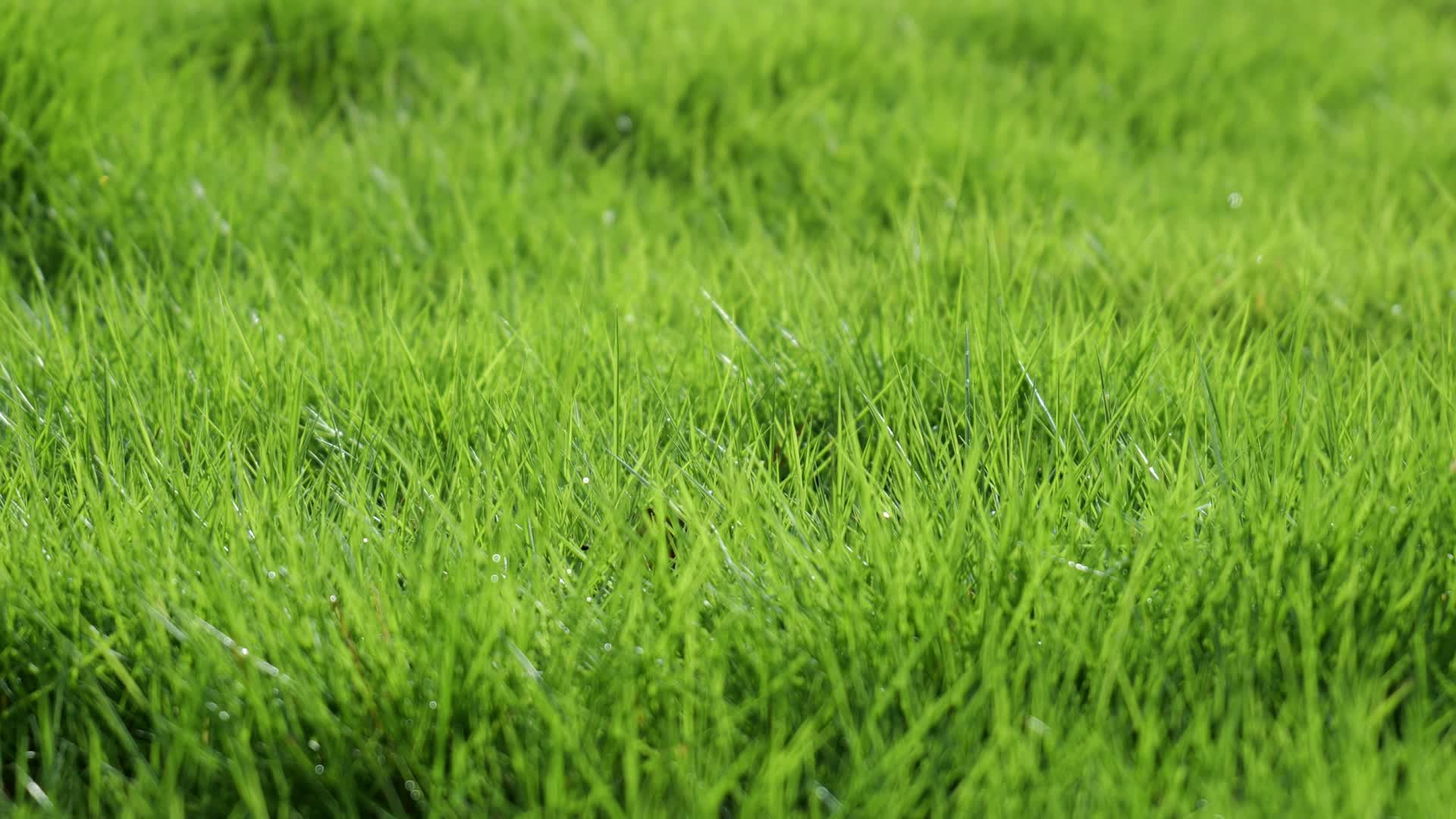 雨后的草地水珠露珠视频的预览图