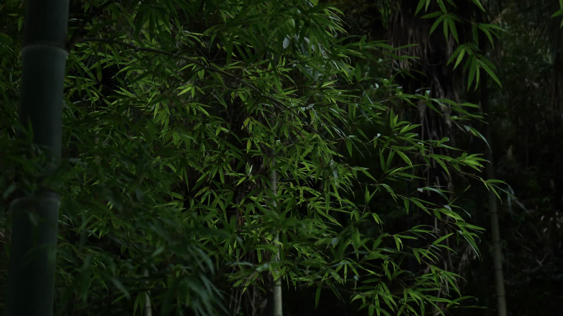 竹林意境视频的预览图