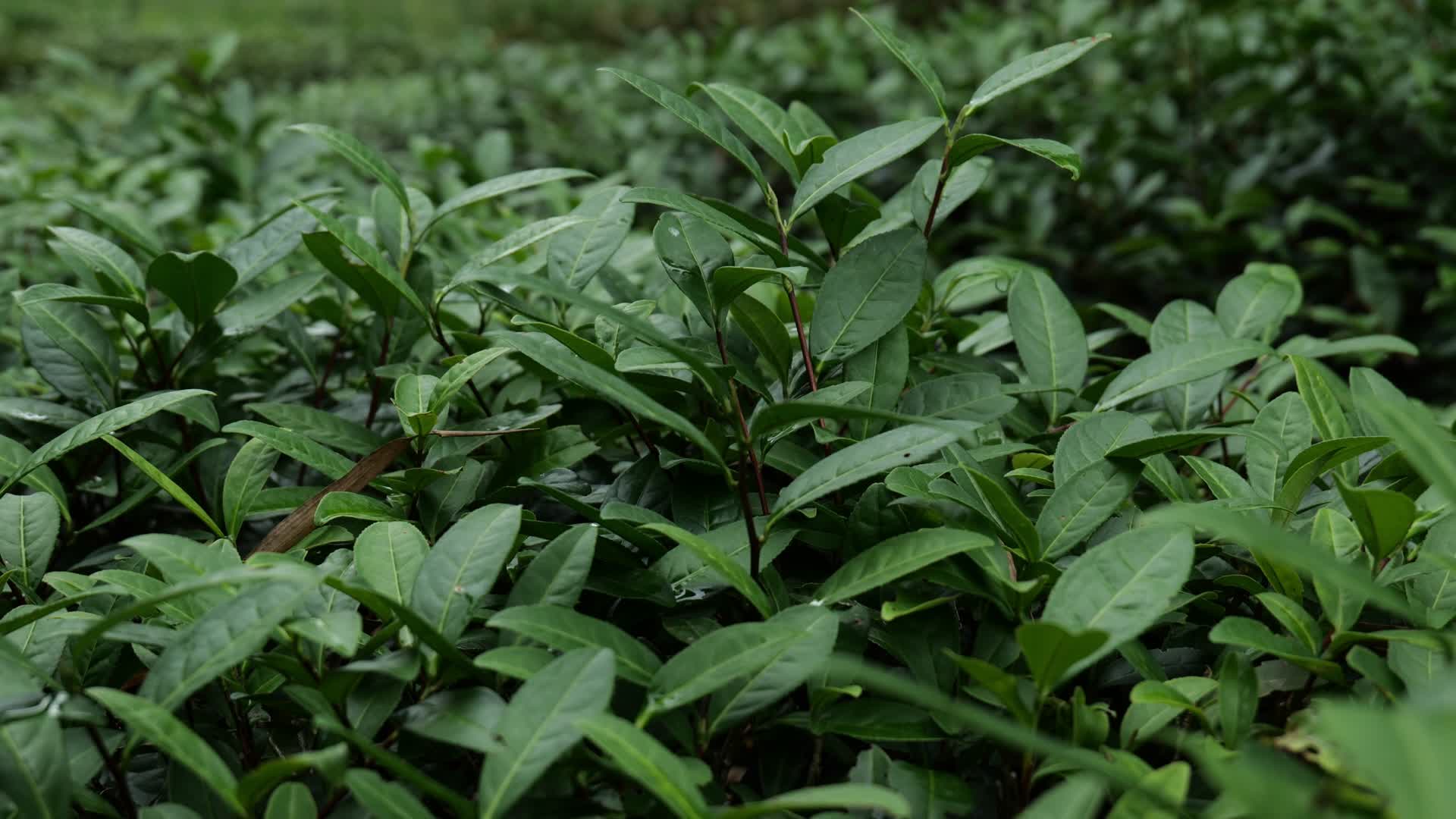茶叶种植雨后的茶园视频的预览图