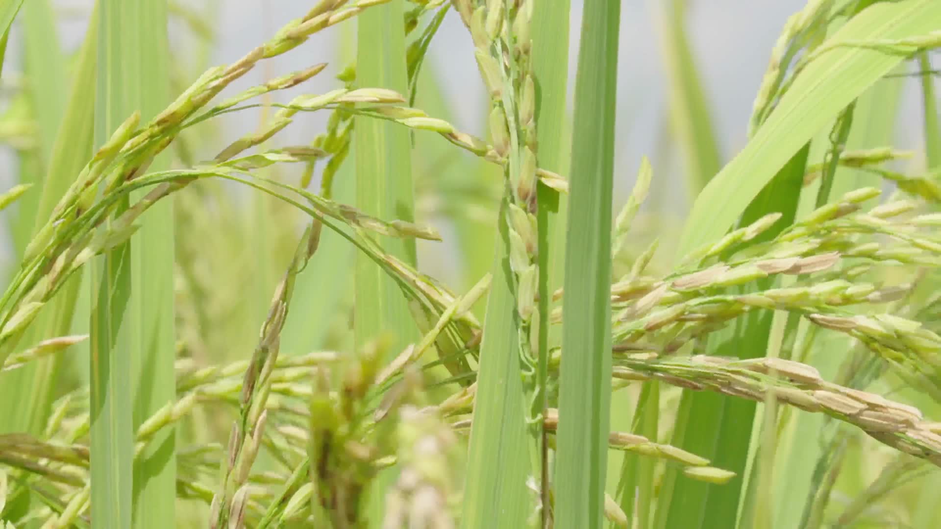 水稻种植优质的水稻视频的预览图