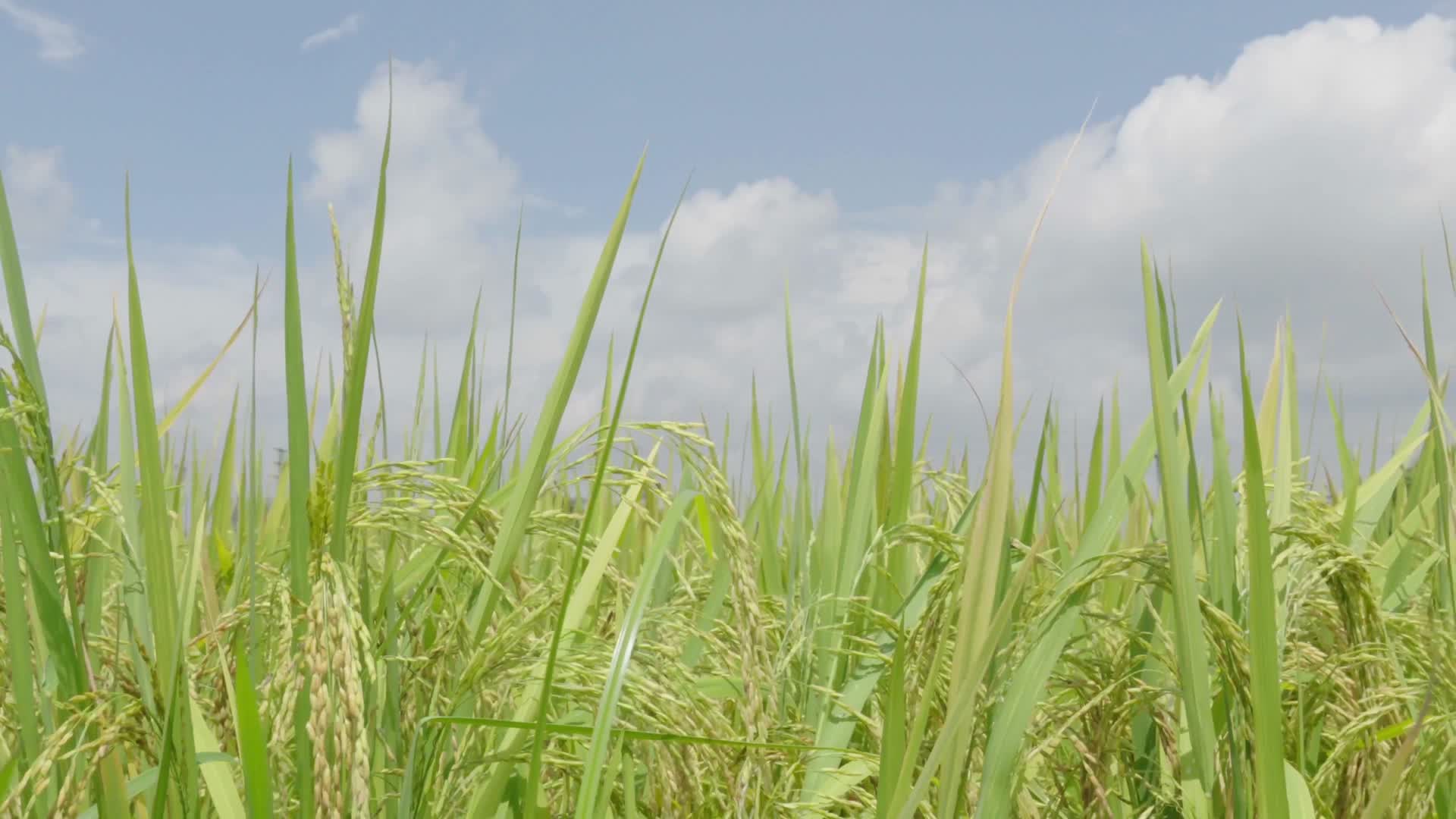 水稻种植优质的水稻视频的预览图
