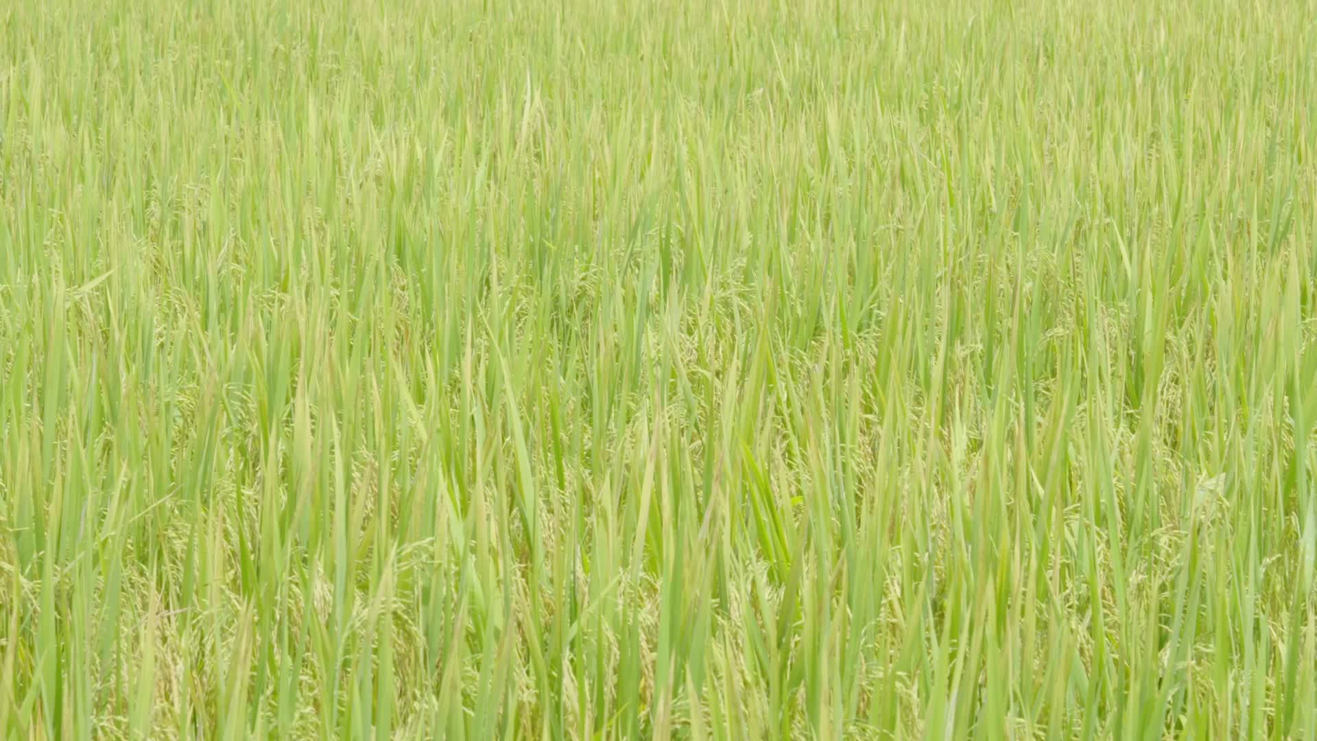 优质水稻成熟种植视频的预览图