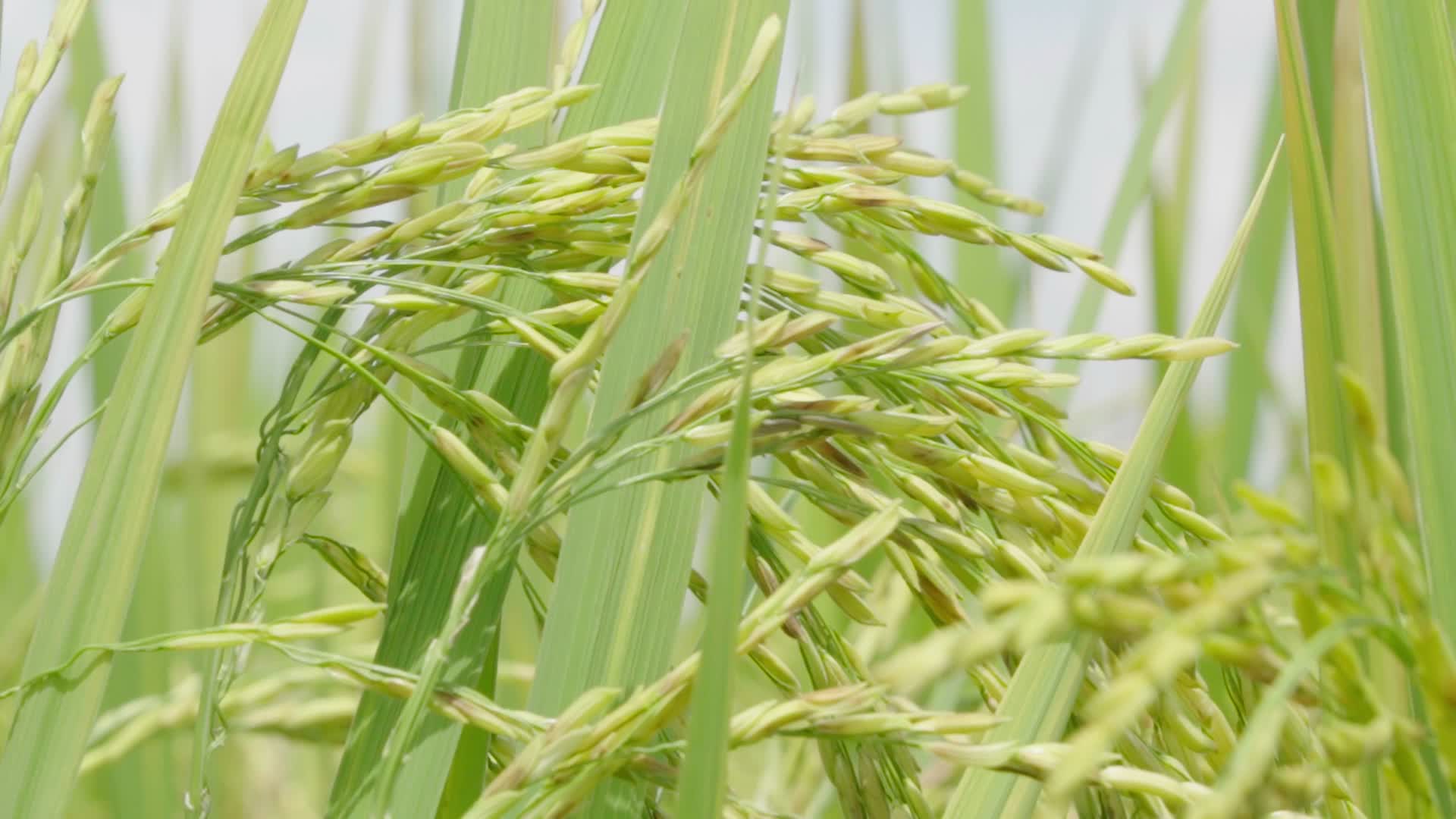 特写金色水稻成熟优质的水稻视频的预览图