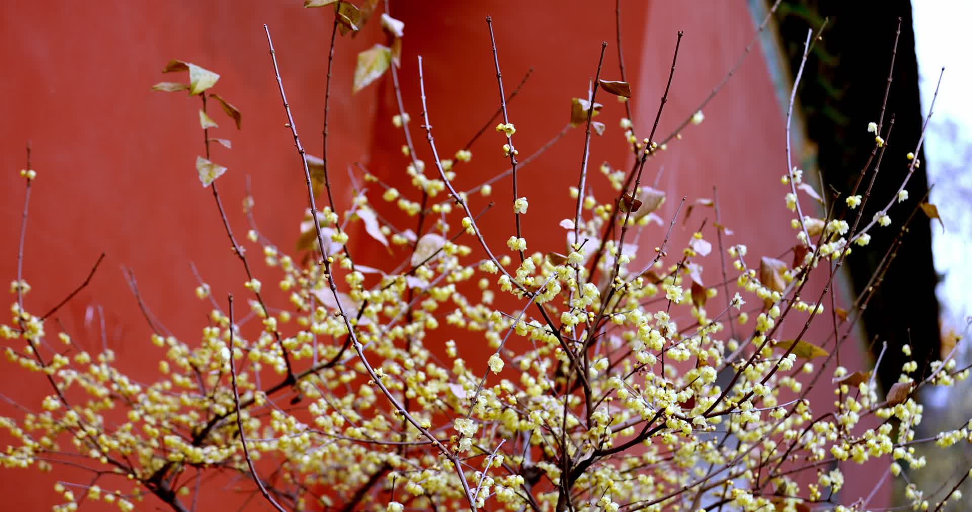 南京明孝陵红墙腊梅视频的预览图