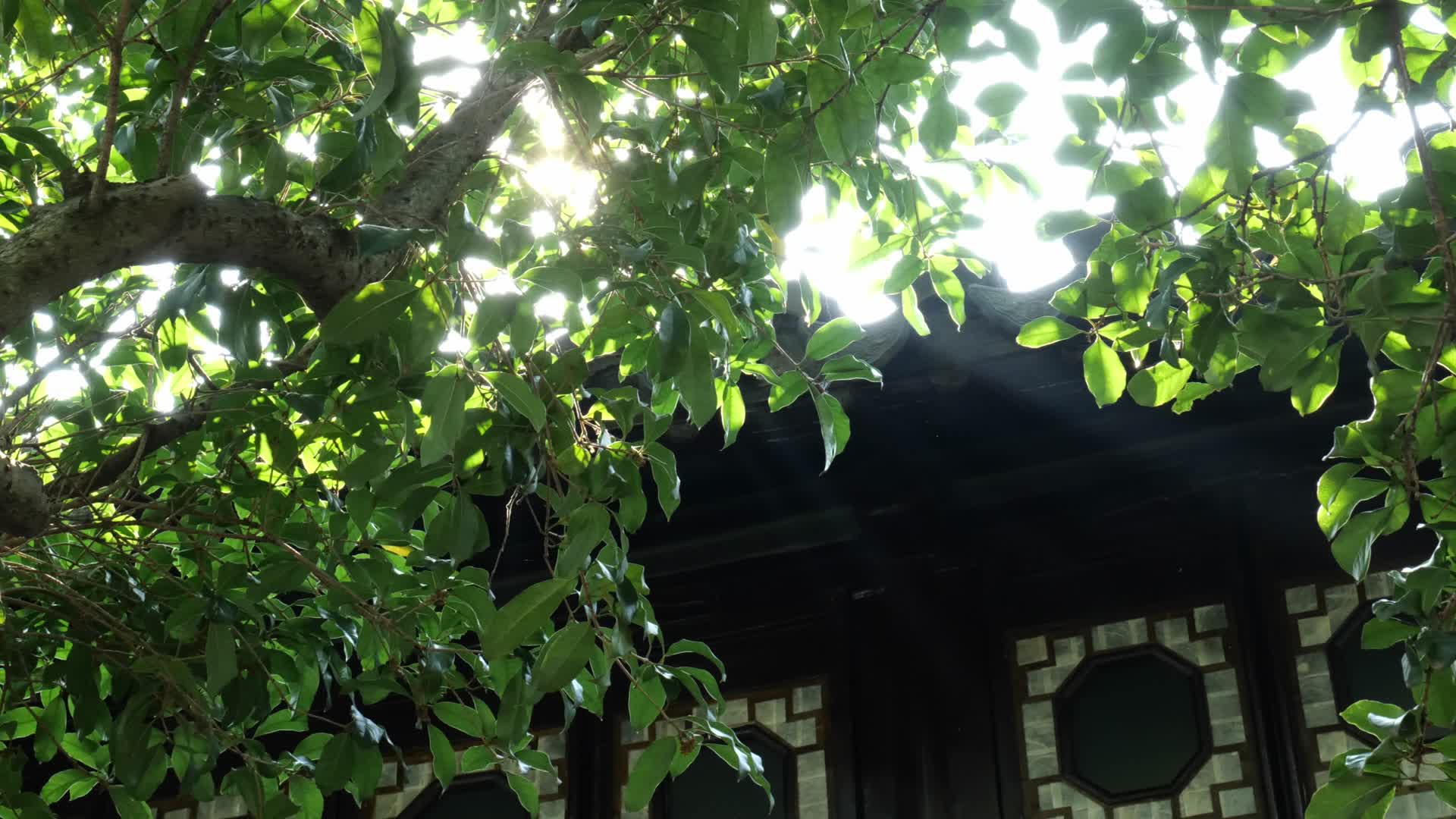 中式古典园林苏州园林的景色视频的预览图