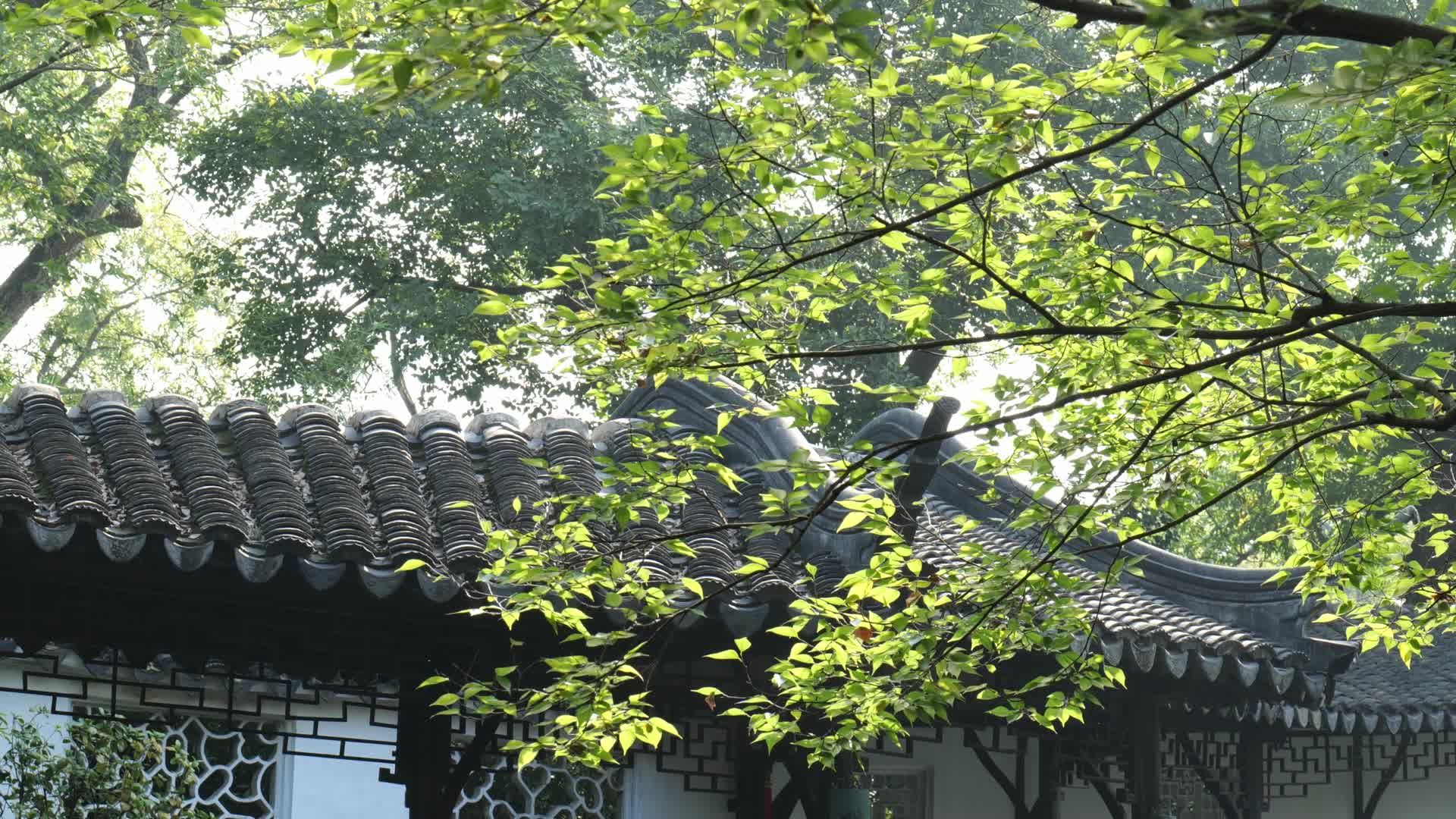 中式古典园林苏州园林的景色视频的预览图