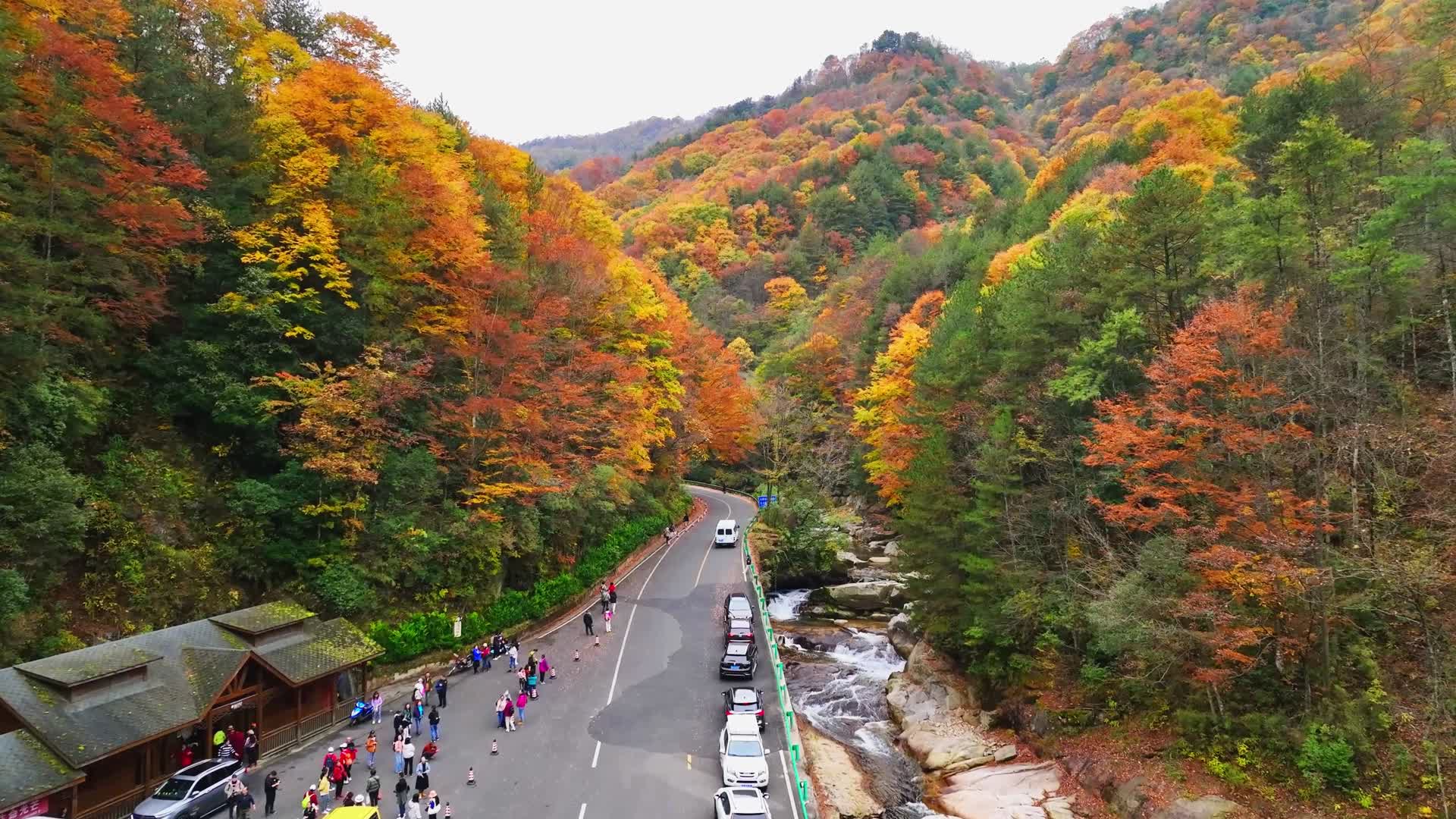 金黄的山脉深秋的红叶美丽的秋天视频的预览图