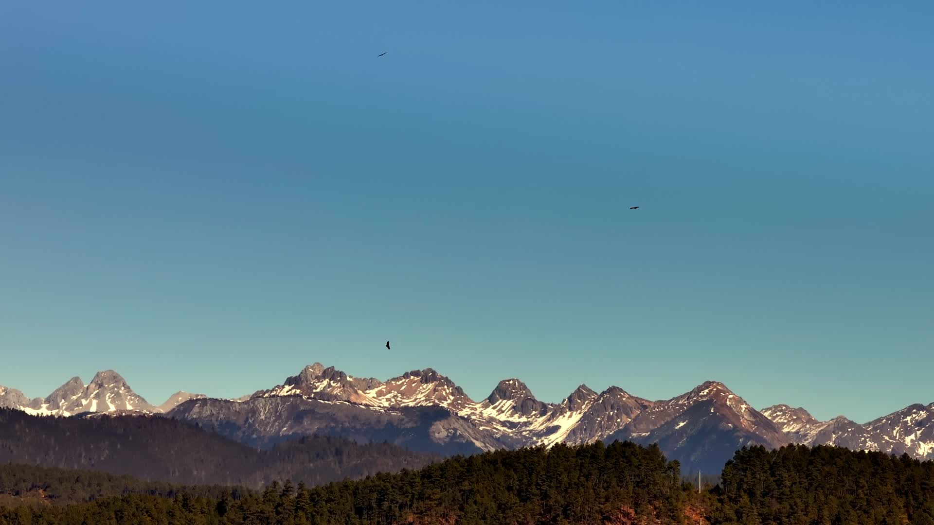 高原雪山森林飞翔的老鹰雄鹰视频的预览图