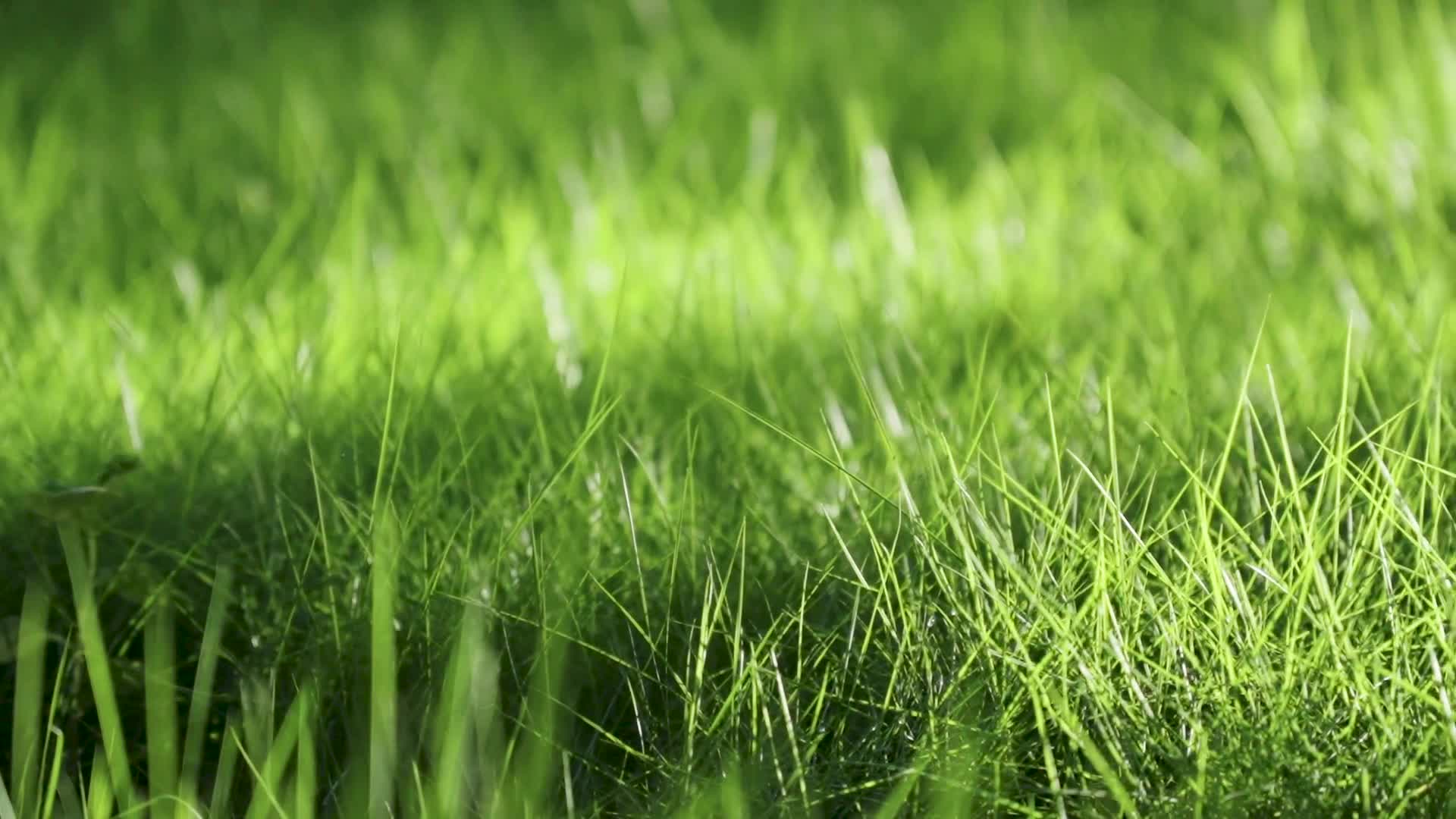 阳光草地绿色阳光牧场视频的预览图
