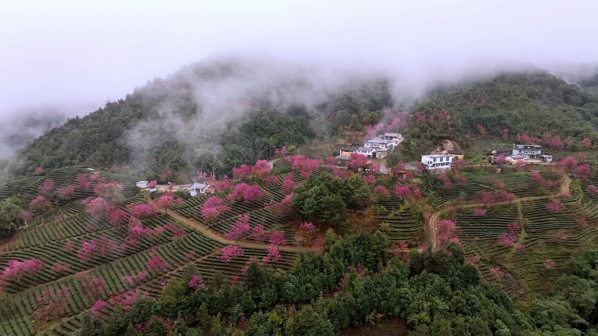 航拍云南大理无量山樱花茶园视频的预览图