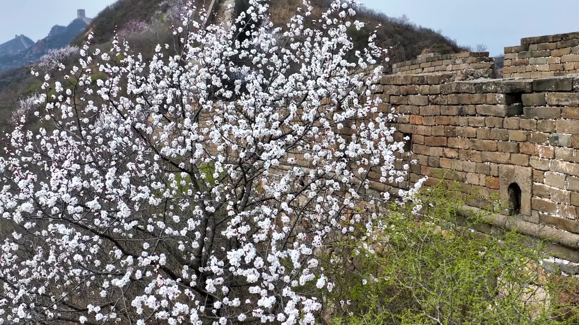 春天的长城花开长城春季视频的预览图