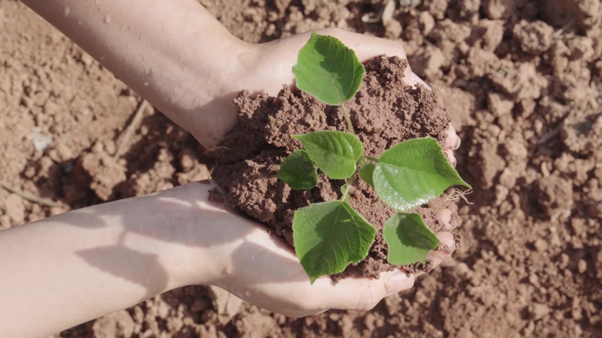 植树节雨水灌溉种植树苗视频的预览图
