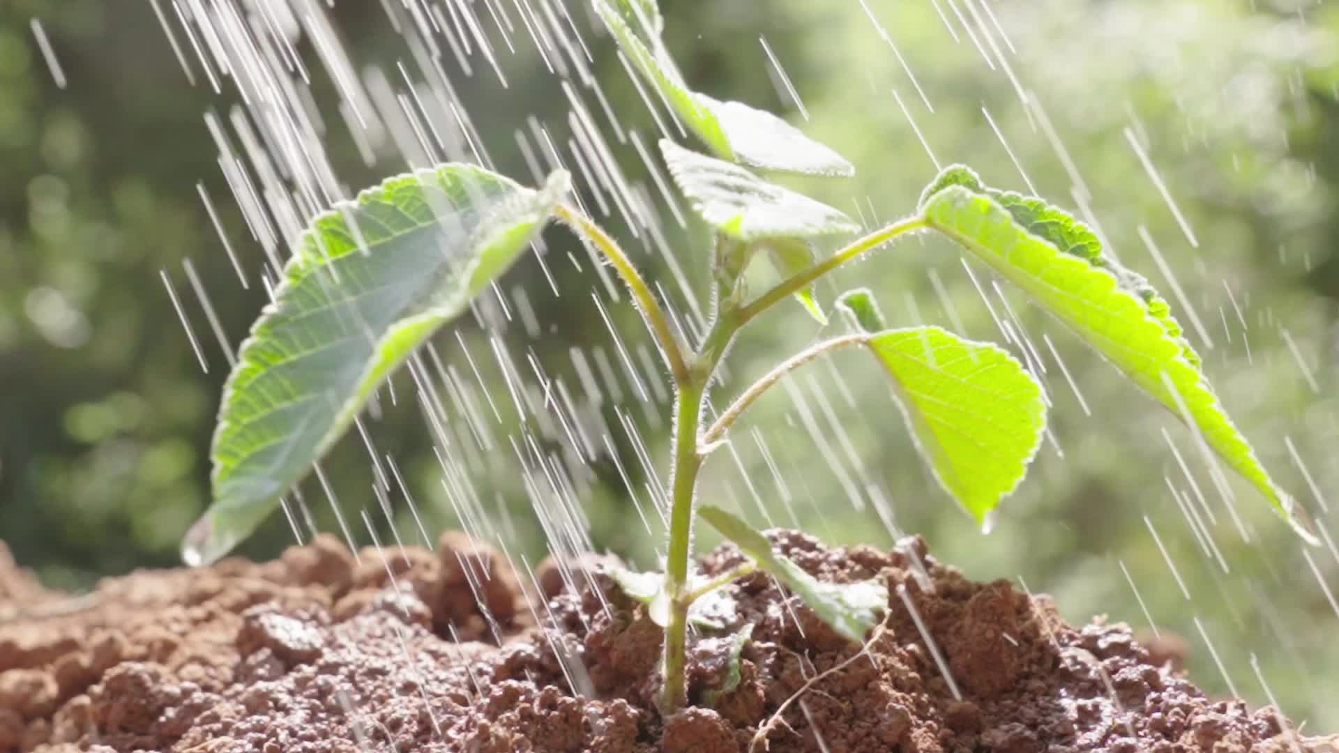 植树节雨水灌溉种植树苗视频的预览图