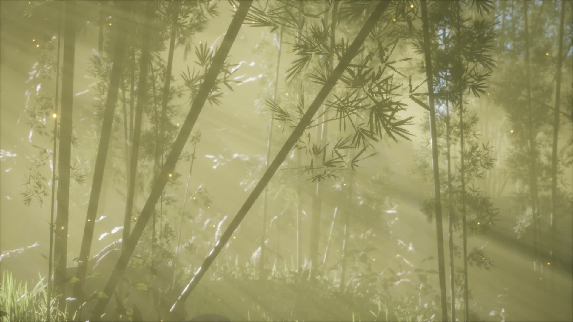 阳光竹林沉浸式氛围视频的预览图