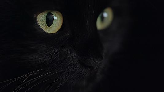 黑猫猫眼猫眼睛视频的预览图
