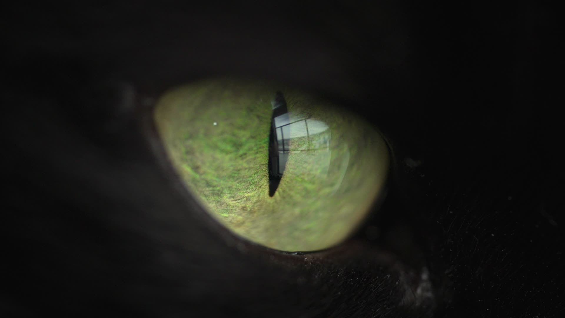 黑猫猫眼猫眼睛视频的预览图
