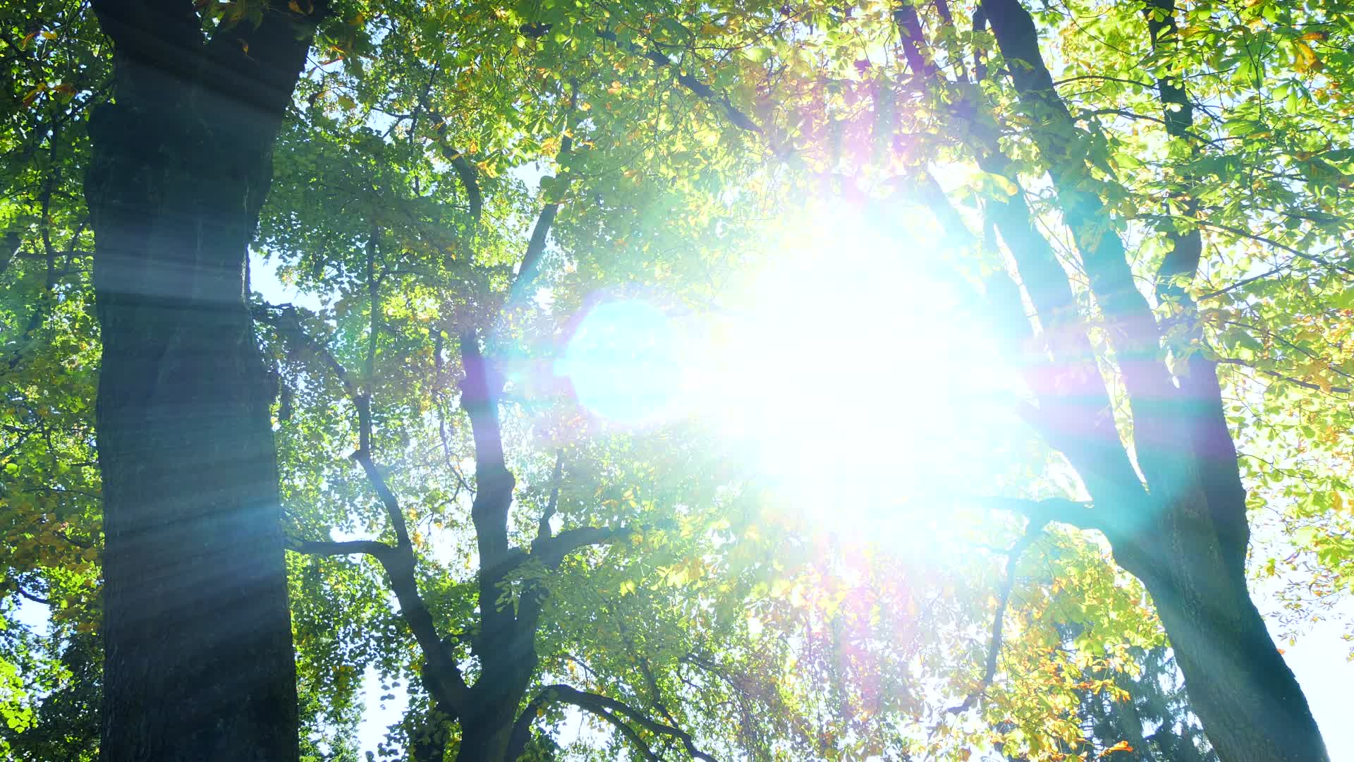 阳光森林大自然视频的预览图