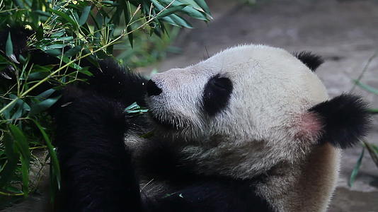 大熊猫吃竹子国宝花花视频的预览图