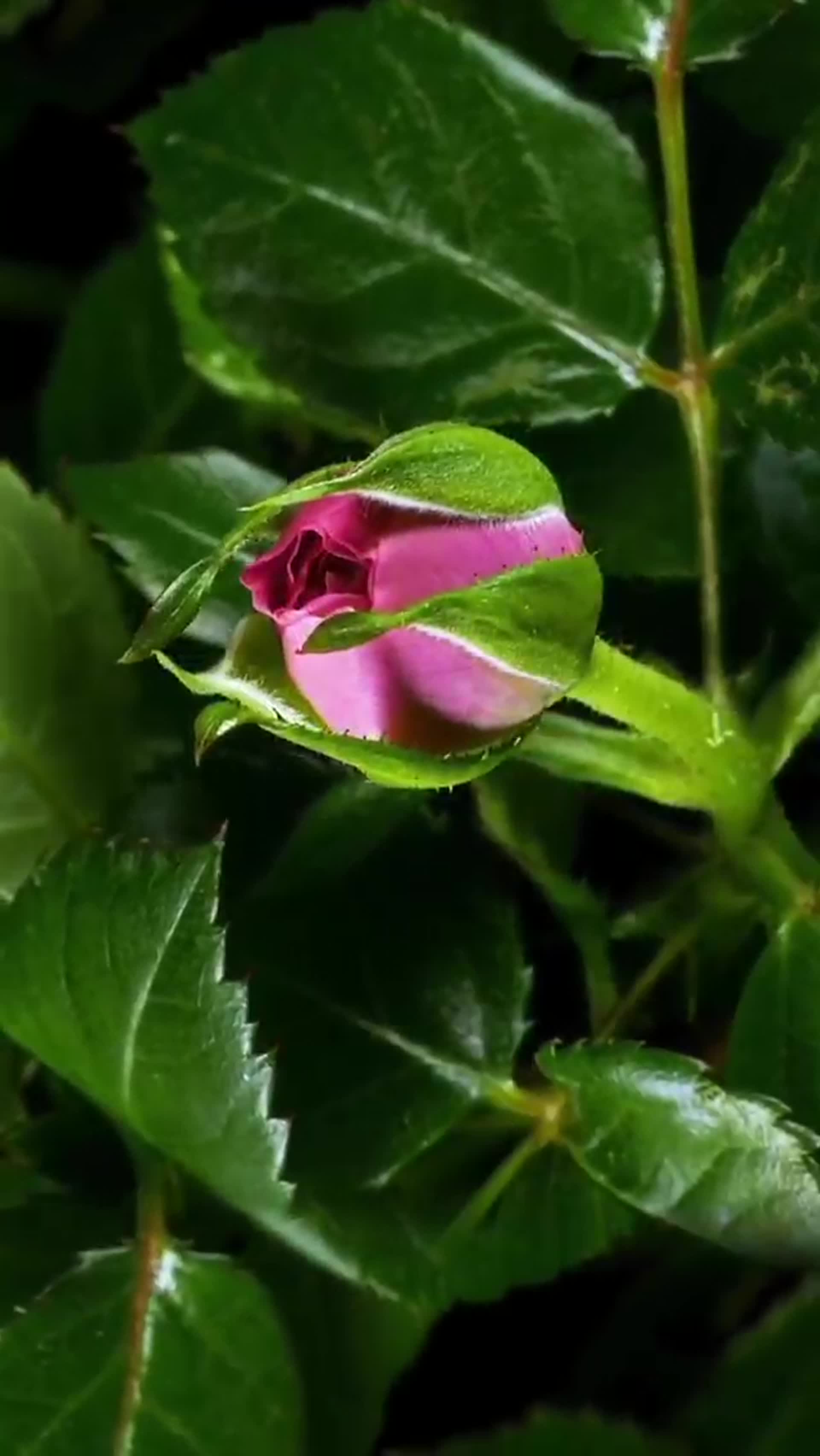 玫瑰的开花过程特写视频的预览图