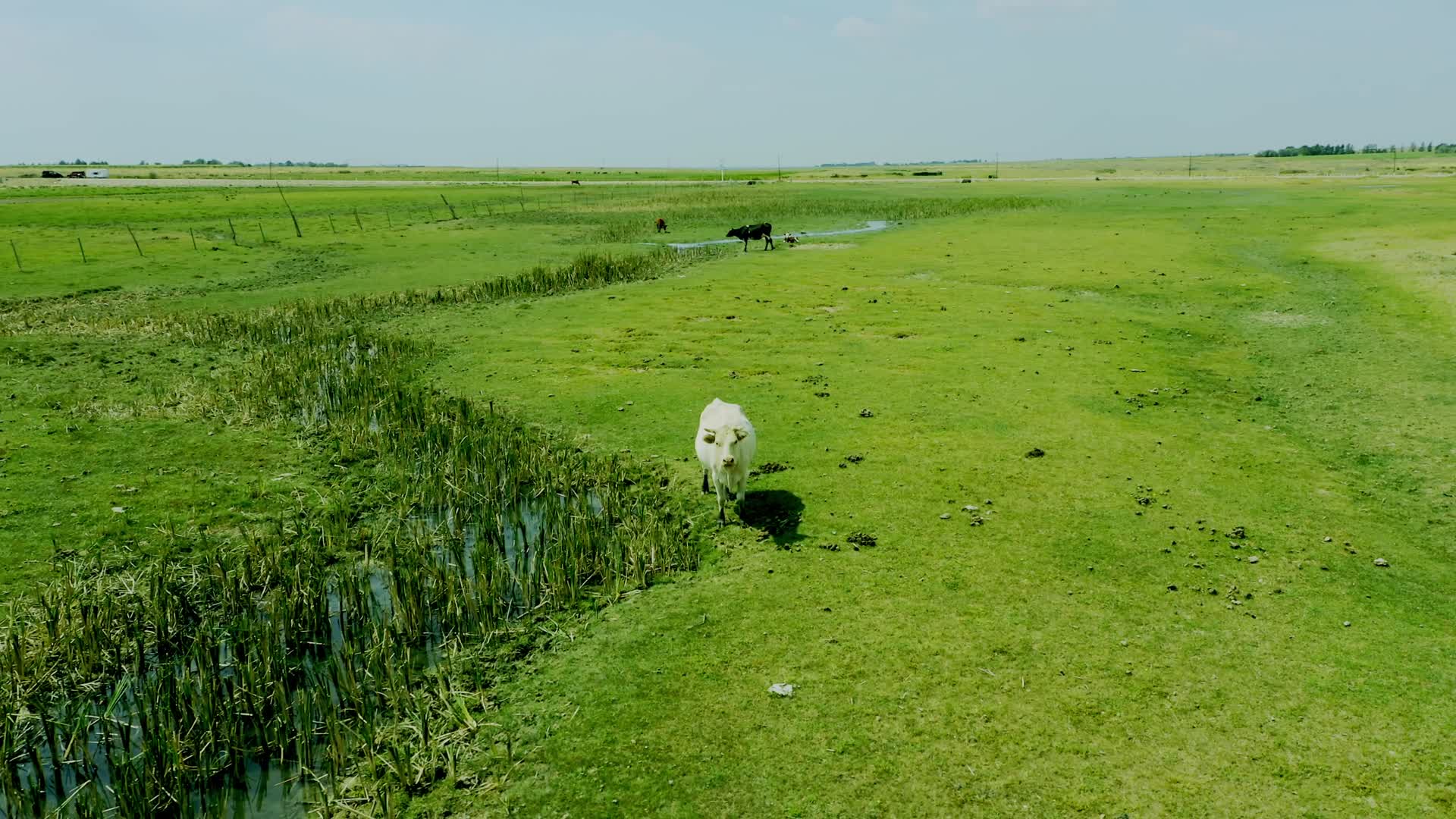 杭锦旗伊和乌素航拍草地4k项目1视频的预览图