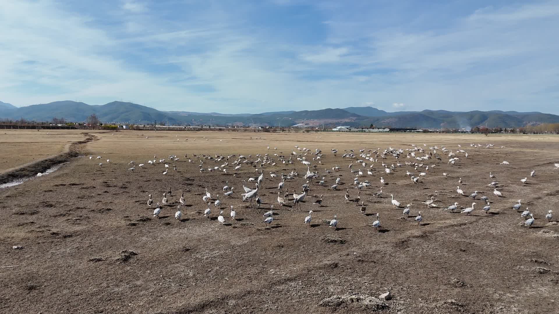 航拍丽江拉市海鹤群候鸟丹顶鹤视频的预览图