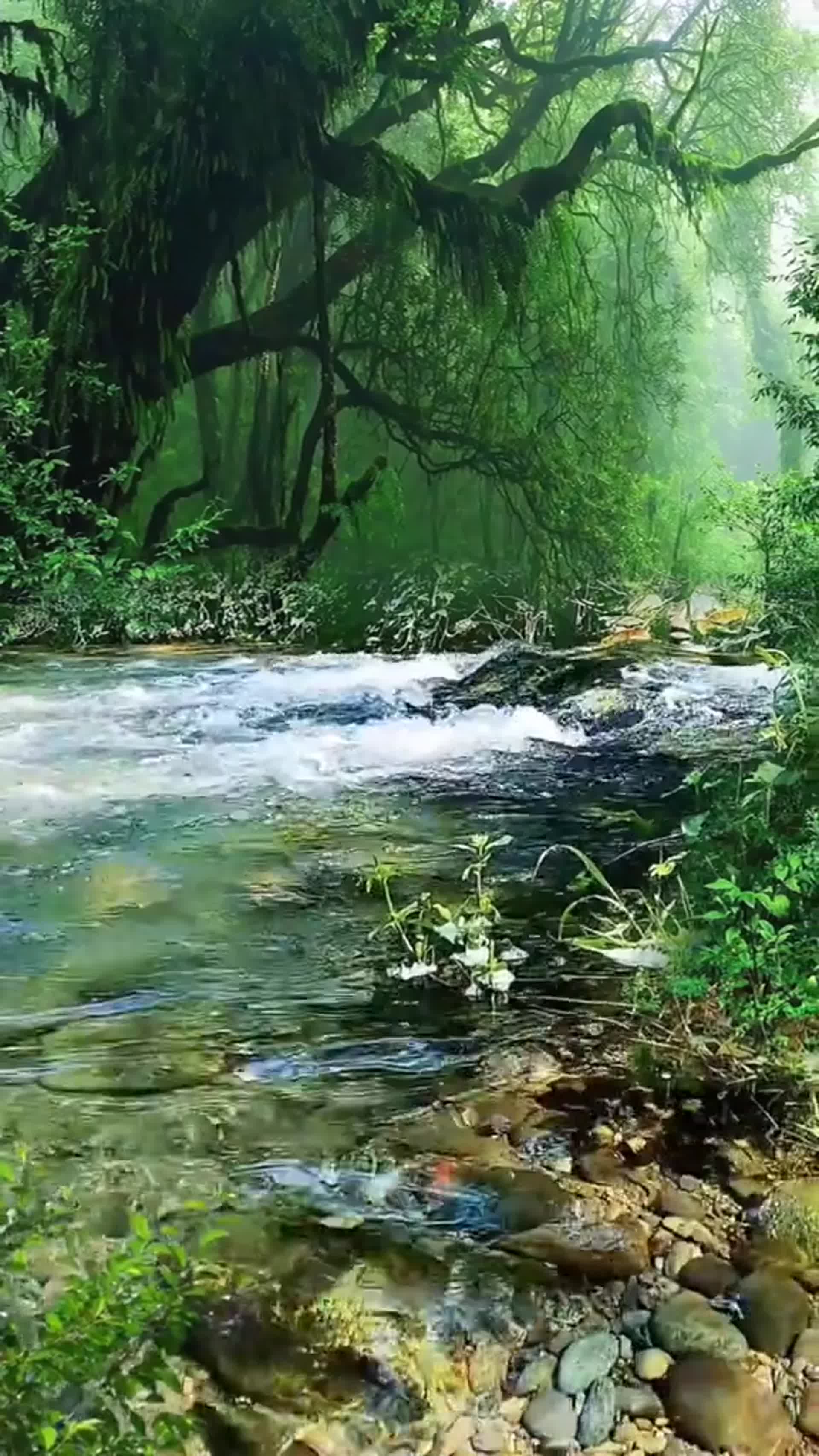 水流潺潺极致清澈视频的预览图
