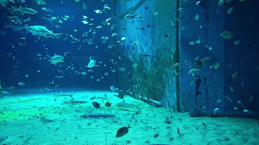 北京海洋馆海底世界鲨鱼馆海洋生物视频的预览图
