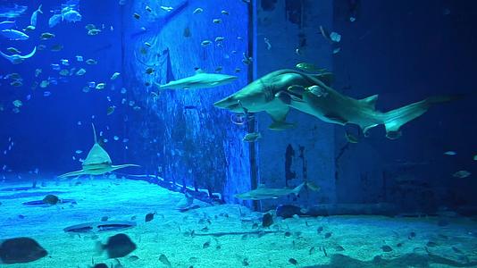 北京海洋馆海底世界鲨鱼馆海洋生物视频的预览图