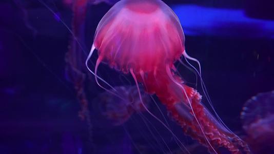 北京海洋馆水母海洋生物有毒美丽视频的预览图