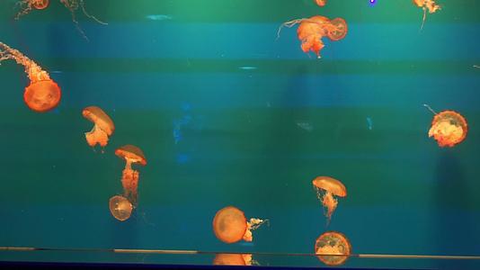 北京海洋馆水母海洋生物有毒美丽视频的预览图