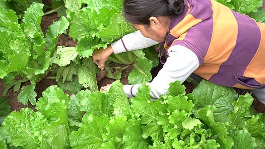 亚洲中国女性农民在耕地里施肥种植白菜视频的预览图