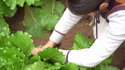 亚洲中国女性农民在耕地里施肥种植白菜视频的预览图