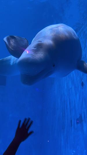 游客隔着玻璃和海洋馆里的白鲸友好互动海洋生物快乐的游泳视频的预览图
