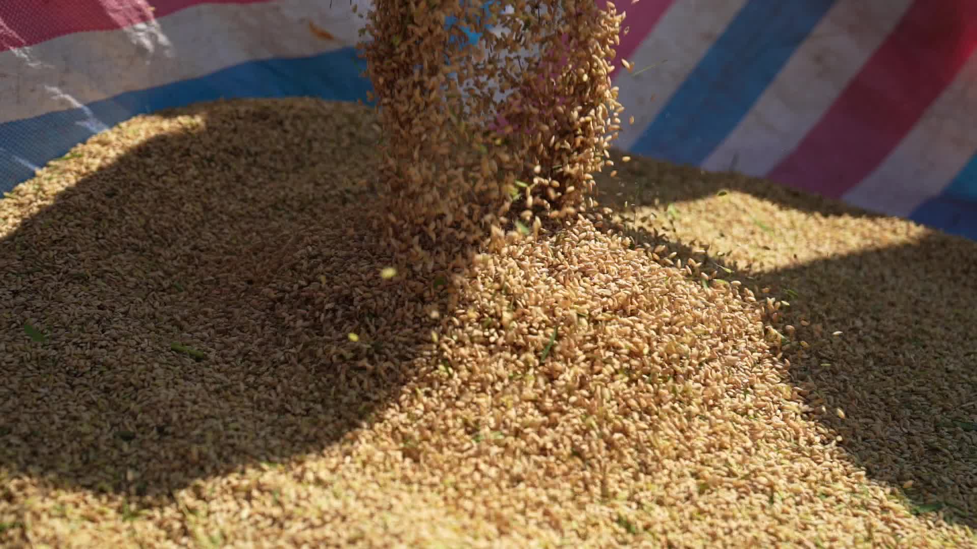 水稻丰收成熟收成打谷子特写实拍视频的预览图