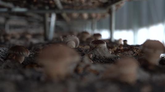 实拍香菇蘑菇农业种植基地背景视频视频的预览图
