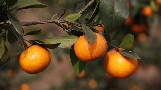 柑橘成熟橘子橙子丰收视频的预览图