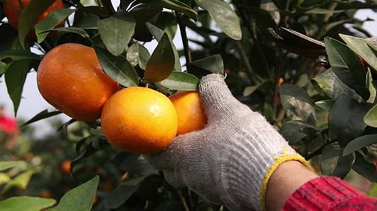 柑橘成熟橘子橙子丰收果实摘果实视频的预览图