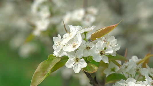 春天盛开的梨花视频的预览图