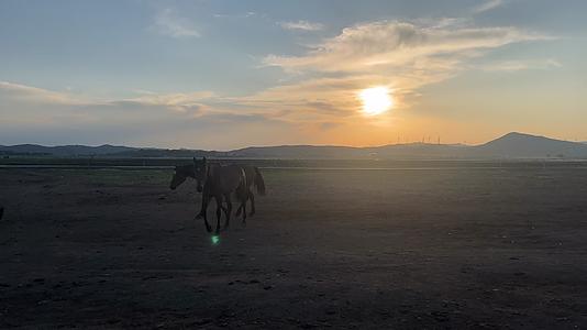 张北草原清晨放马骏马奔跑景放牧生活视频的预览图