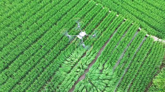 高标准农田无人机打药科技农业乡村振兴视频的预览图