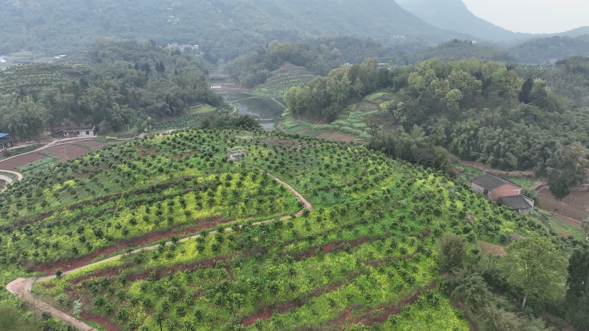 果园基地乡村振兴农业发展视频的预览图