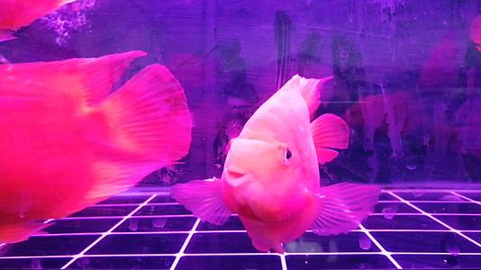 鱼缸里供人们观赏的红色金鱼视频的预览图