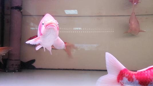 鱼缸里供人们观赏的红白相间的金鱼视频的预览图