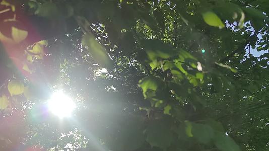 户外树林阳光露水视频的预览图