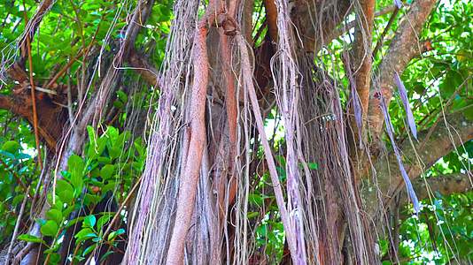 西双版纳傣族自治州热带雨林榕树下垂的树须视频的预览图