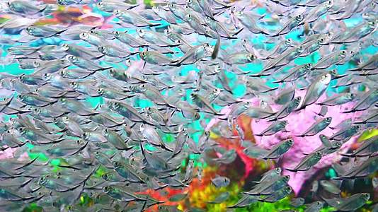 实拍天津海洋公园鱼视频的预览图